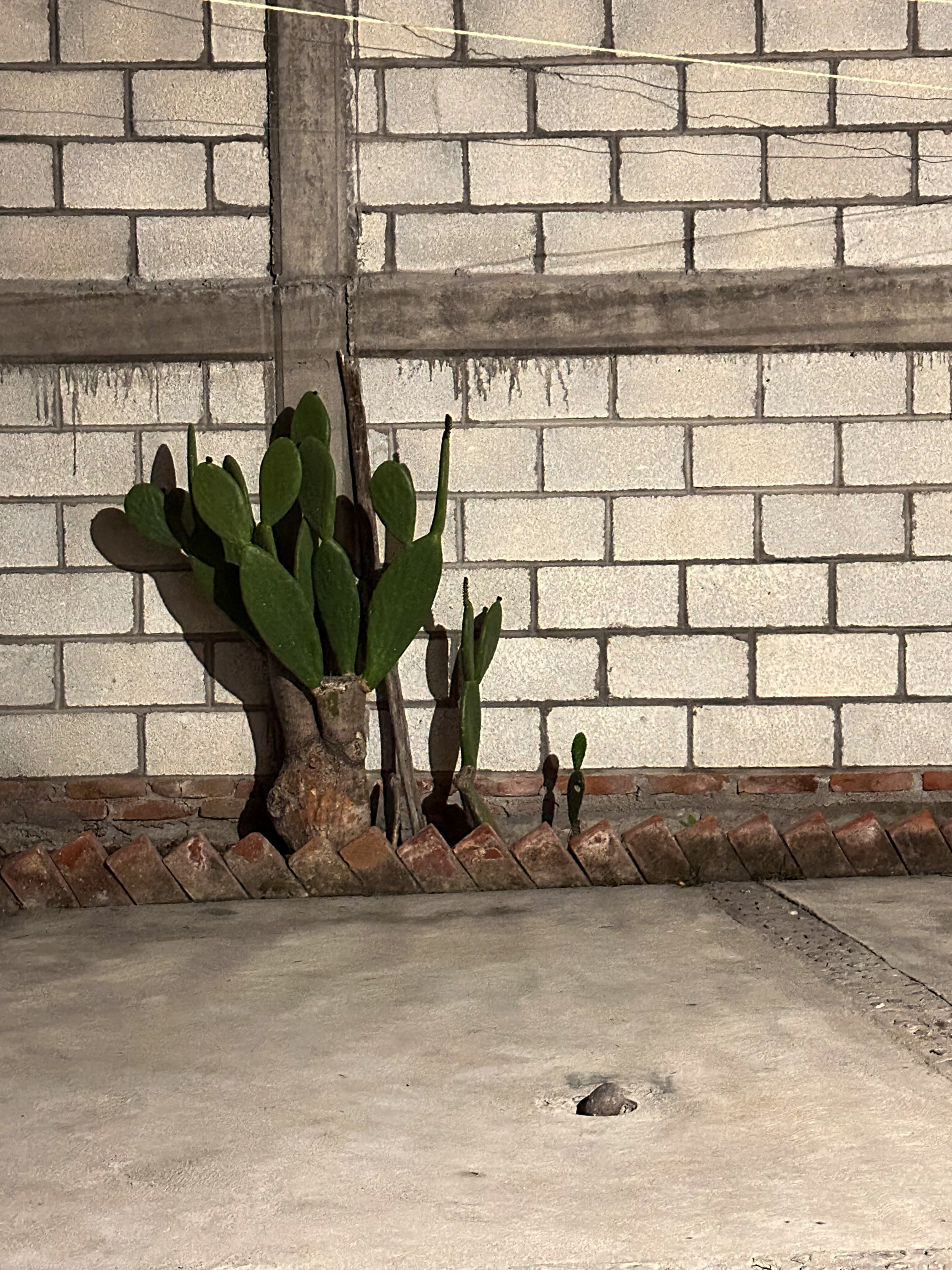 Cactus growing against a brick wall inside a courtyard